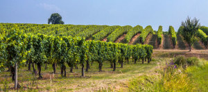 franciacorta2