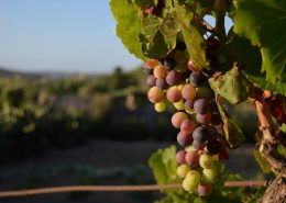 Vini Autoctoni Italiani